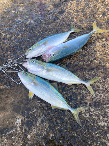 イナダの釣果