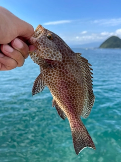 オオモンハタの釣果