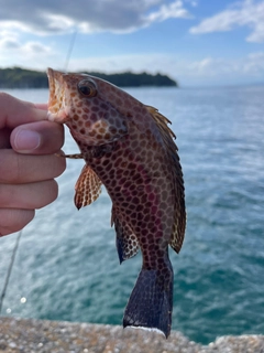 オオモンハタの釣果