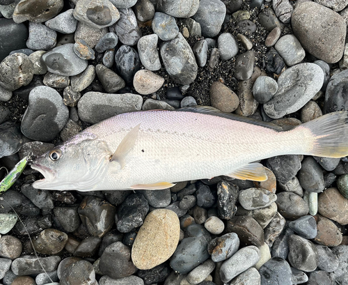 オオニベの釣果