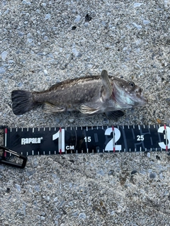 クロソイの釣果