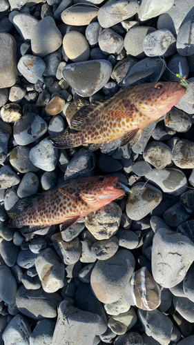 オオモンハタの釣果