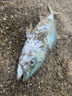 イナダの釣果