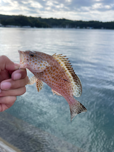 オオモンハタの釣果