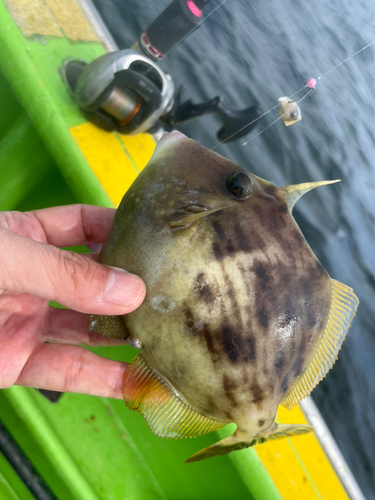 カワハギの釣果