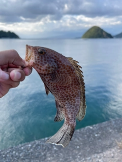 オオモンハタの釣果