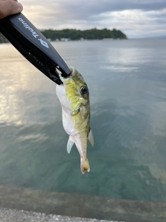 シロサバフグの釣果