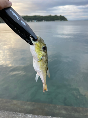 シロサバフグの釣果