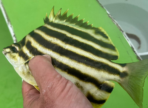 カゴカキダイの釣果