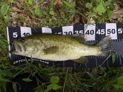 ブラックバスの釣果