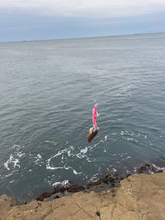 アカムツの釣果