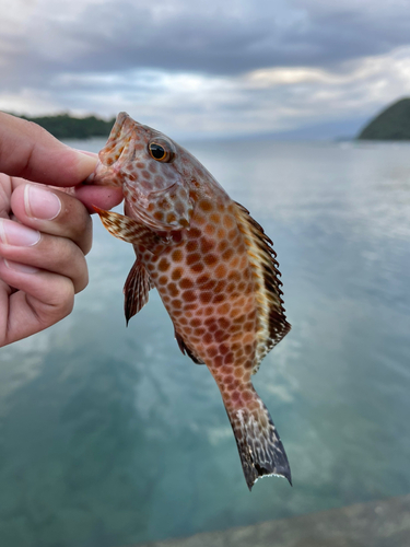 オオモンハタの釣果