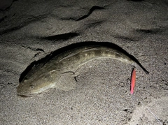 マゴチの釣果