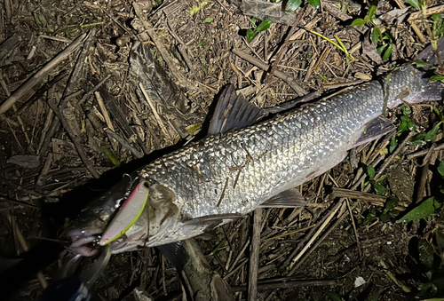 ニゴイの釣果