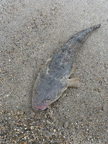 マゴチの釣果