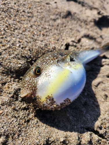 フグの釣果