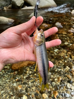 カワムツの釣果