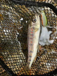 アマゴの釣果