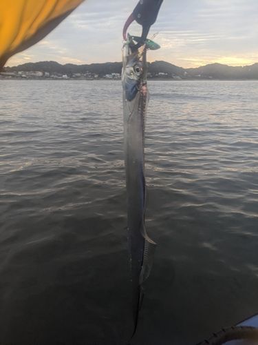 タチウオの釣果