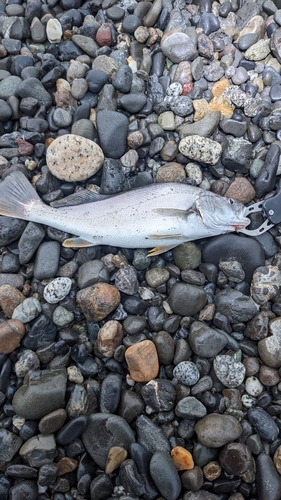 ニベの釣果