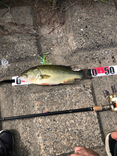 ブラックバスの釣果