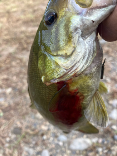 スモールマウスバスの釣果