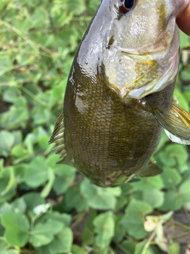 スモールマウスバスの釣果