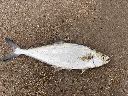 イケカツオの釣果