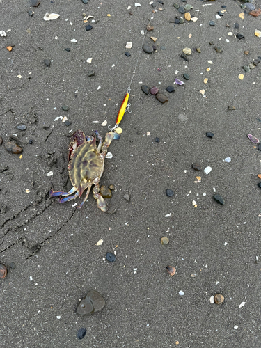 カニの釣果