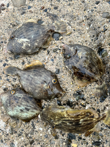 カワハギの釣果