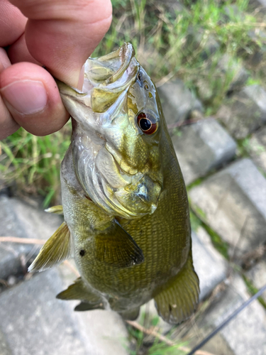 スモールマウスバスの釣果