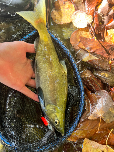 ヒメマスの釣果