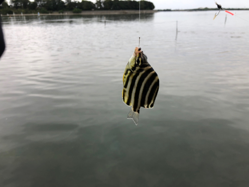 サンバソウの釣果