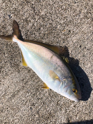 ショゴの釣果