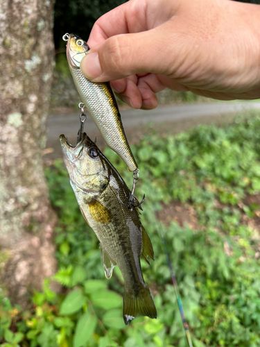 ブラックバスの釣果