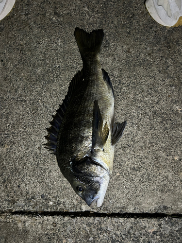 クロダイの釣果