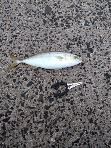 ツバスの釣果