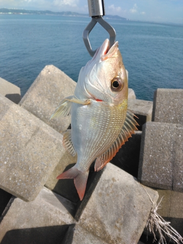 クチナジの釣果