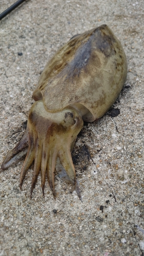 コウイカの釣果