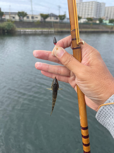 マハゼの釣果