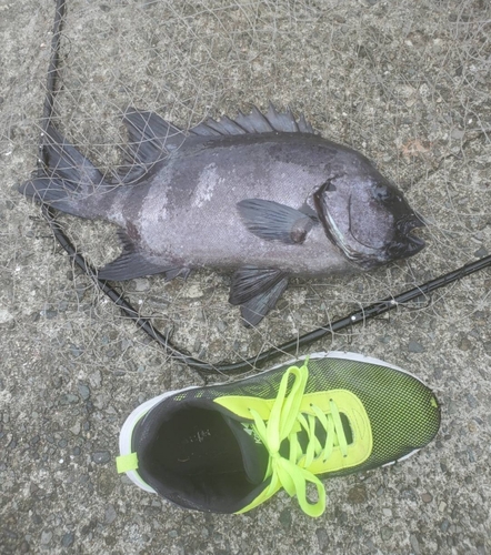 イシダイの釣果