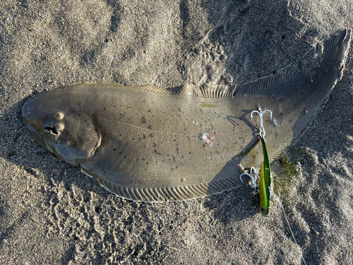 シタビラメの釣果