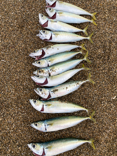 サバの釣果