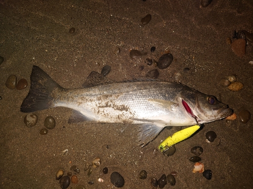 ヒラスズキの釣果