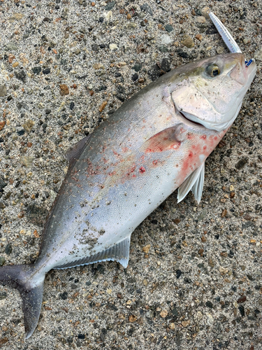 カンパチの釣果