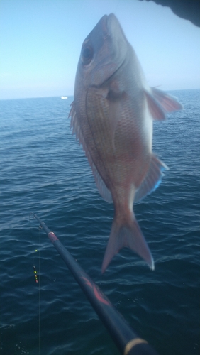 マダイの釣果