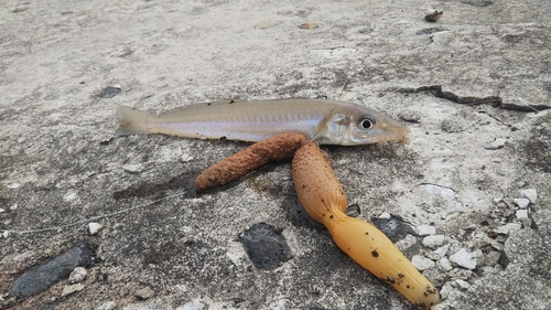 キスの釣果