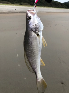 ニベの釣果