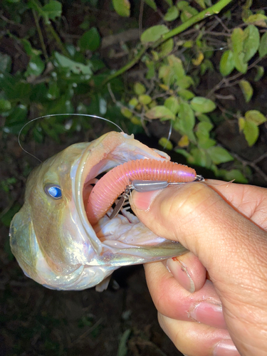 ブラックバスの釣果