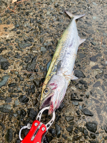 サゴシの釣果